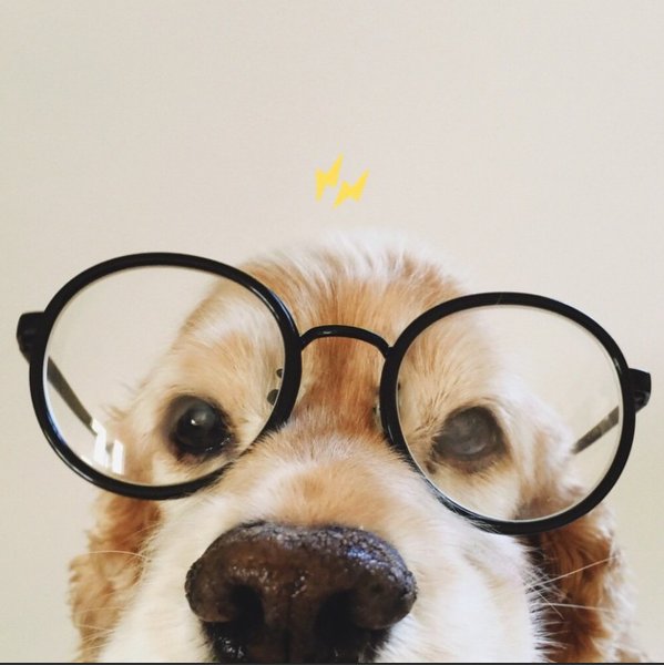 Собачка с очками