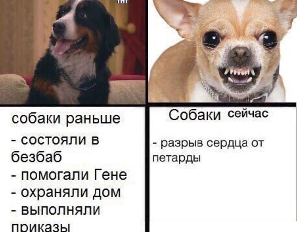 Мемы с собаками