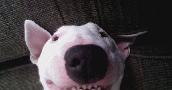 Мемный бультерьер