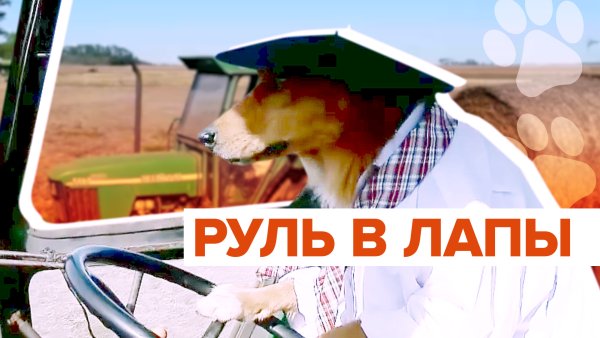 Собака на тракторе Мем