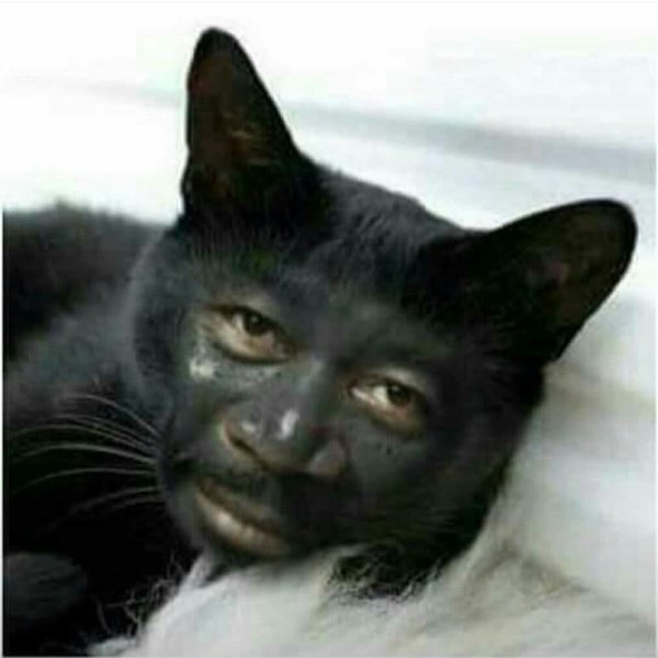 Черномазый кот