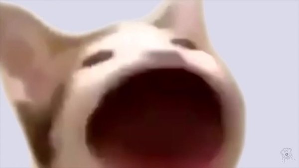 Кот открывает рот Мем