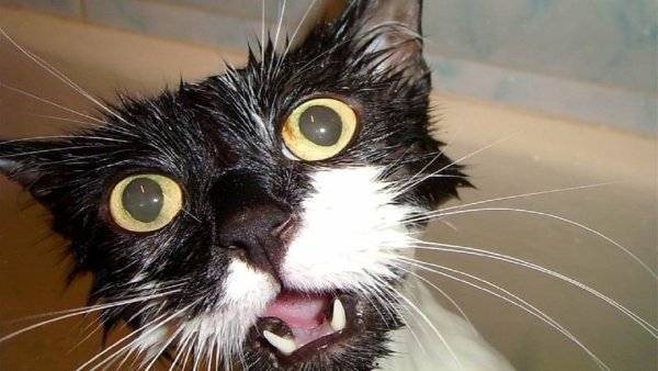 Бешеный кот