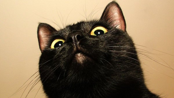 Бомбейская кошка