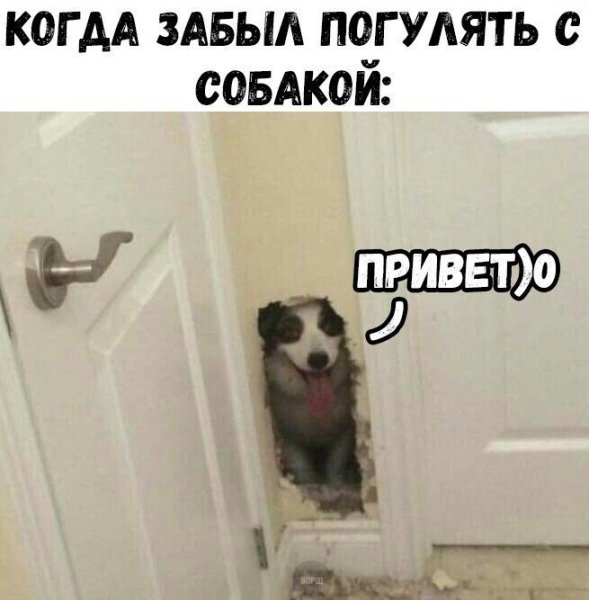 Гулять с собакой приколы