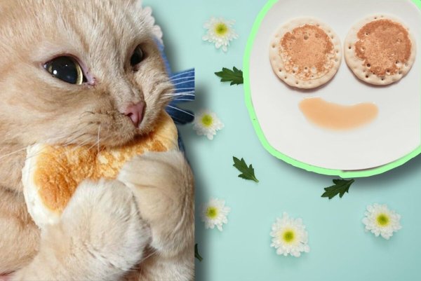 Милые котики кушают