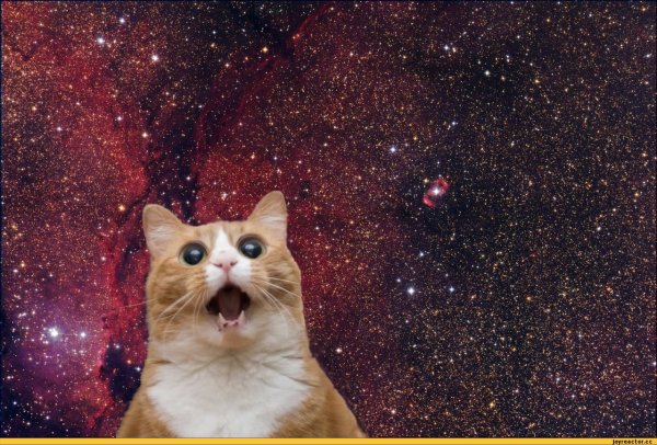 Космический кот