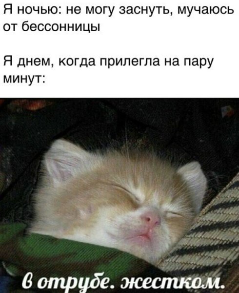 Картинка в Отрубе жестком кот