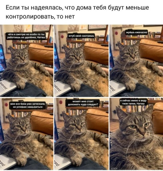 Коты и работа мемы