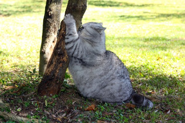 Смешные толстые коты