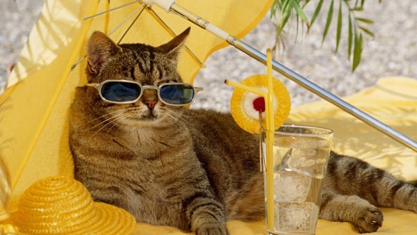 Котики лето