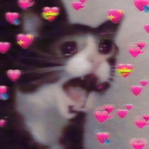 Котики с сердечками над головой