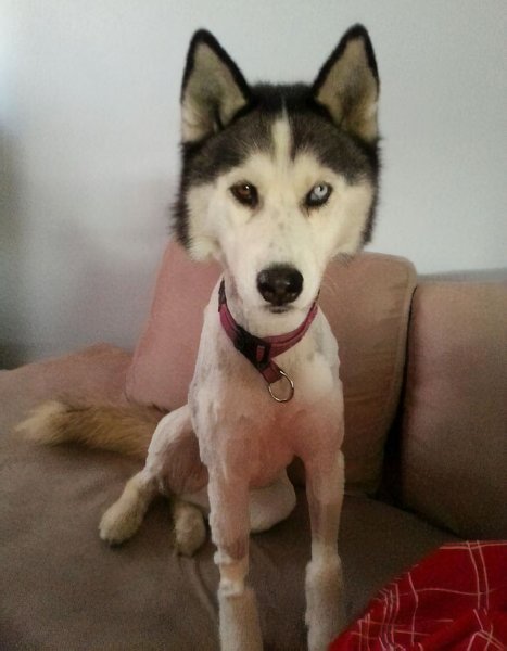 ДВСЫЙ хаски