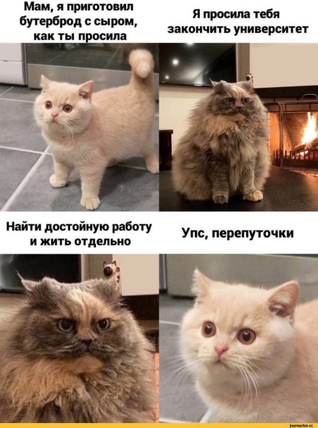 Кот Мем