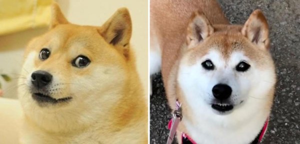 Шиба ину Doge