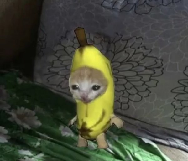 Котик в костюме банана Мем