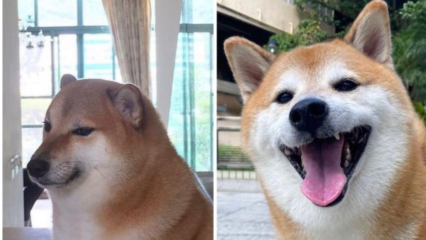 Чимс собака