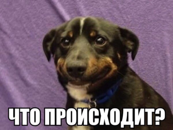 Мемы с собаками