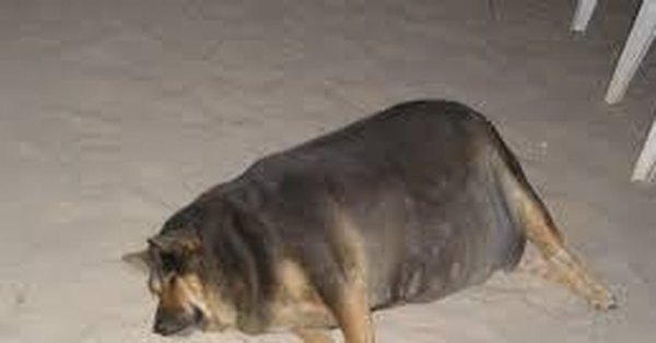 Смешные толстые собаки