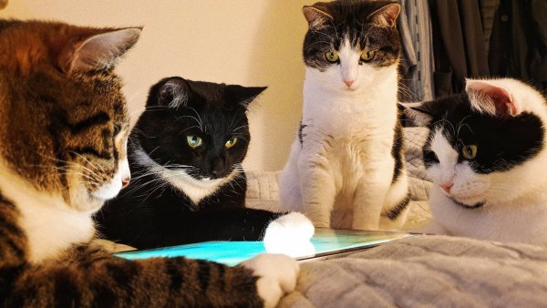 Три кошки