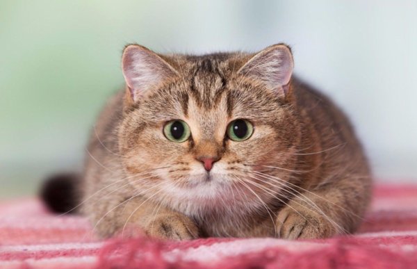 Милые толстые котики