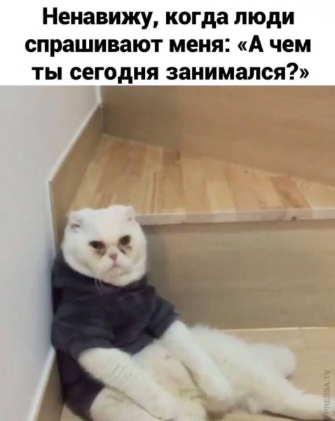 Коты мемы