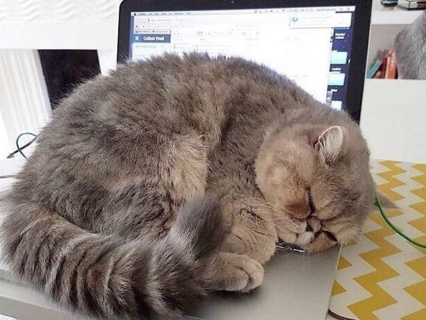 Уставгиф кот