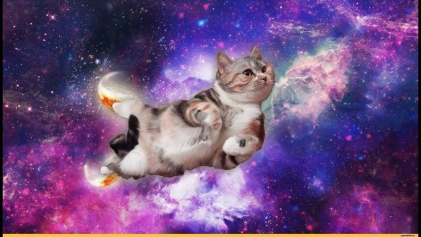 Космическая кошка