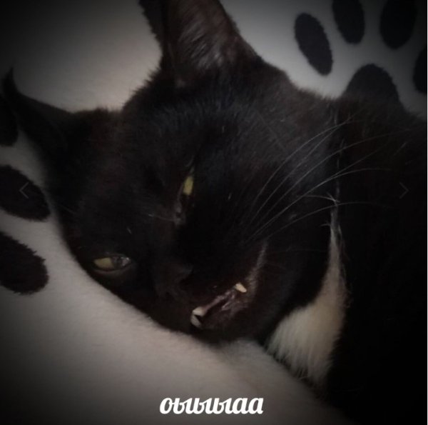 Мемы с черными котами