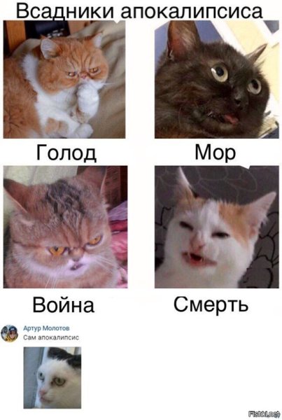 Коты всадники апокалипсиса Мем