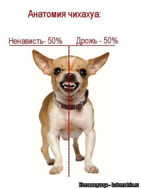 Анатомия чихуахуа