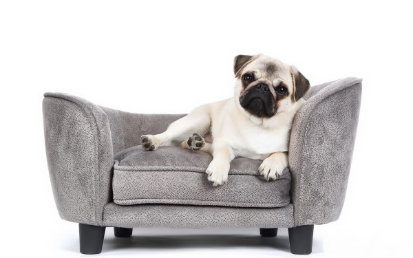 Собака сидит на диване