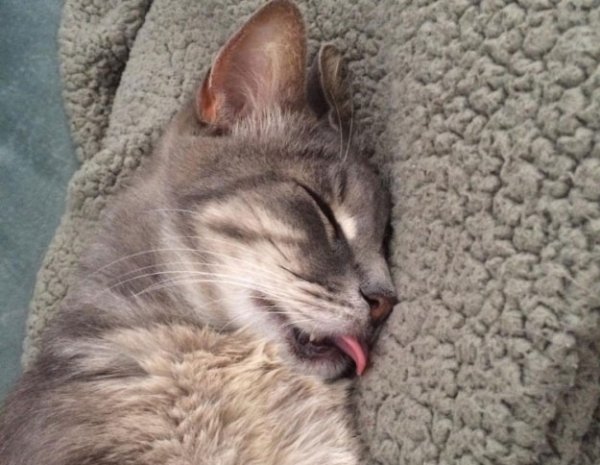 Спящие коты смешные