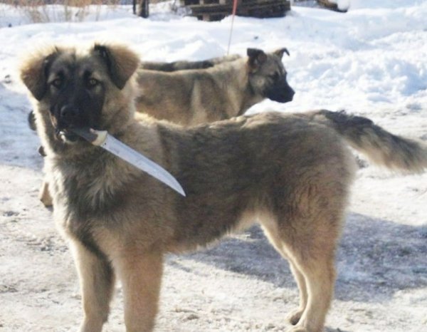 Собака с ножом Мем