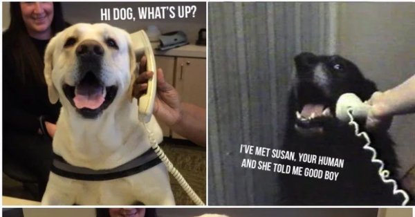 Пес говорит по телефону