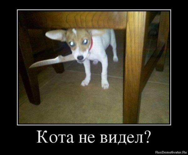 Собака с ножом Мем