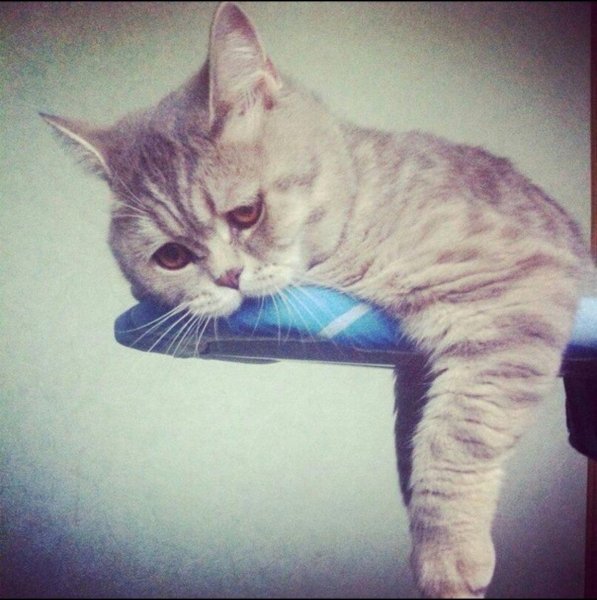 Уставший кот