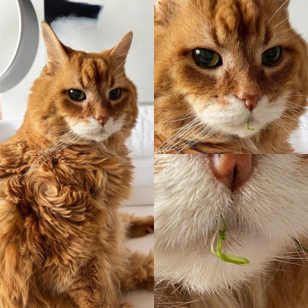 Коты приколы с надписями