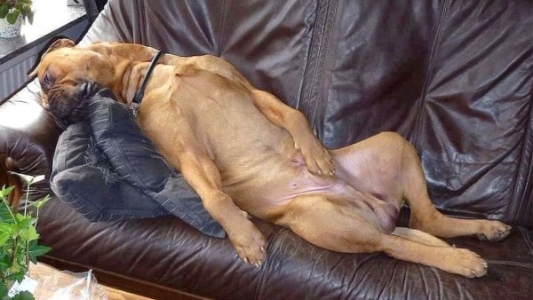 Спящие собаки