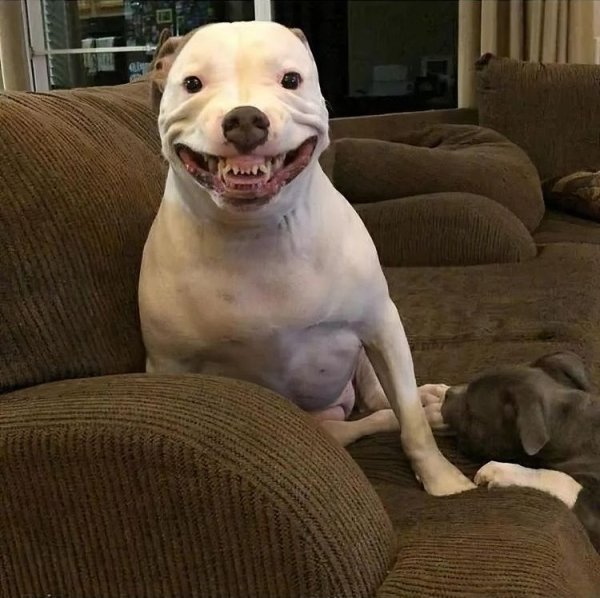 Собака улыбается