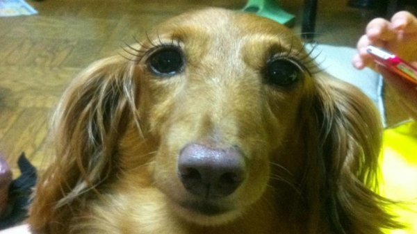 Накрашенная собака