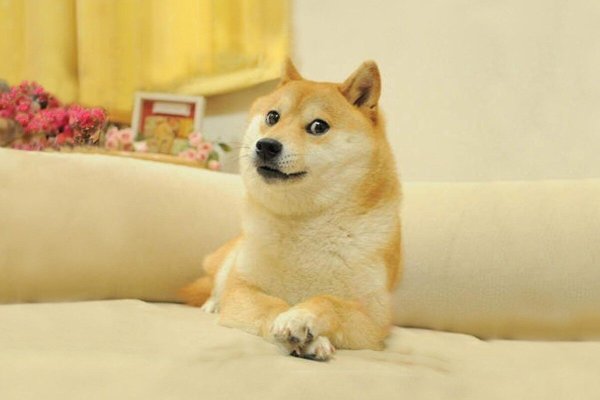 Сиба ину и Чимпс