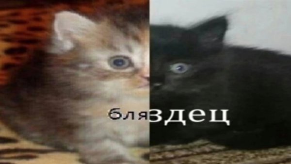 Котенок пить Мем