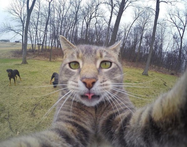 Селфи котов