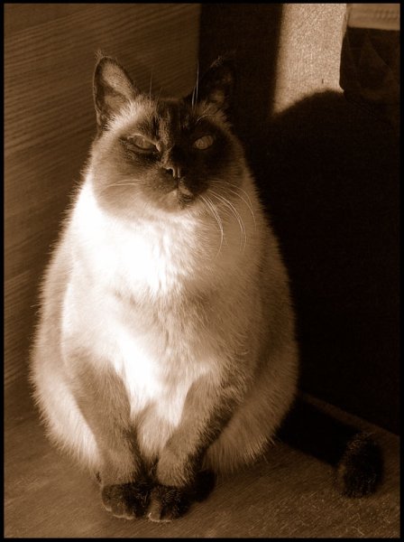 Толстые сиамские коты