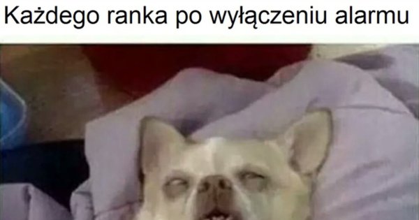 Чихуахуа спит Мем