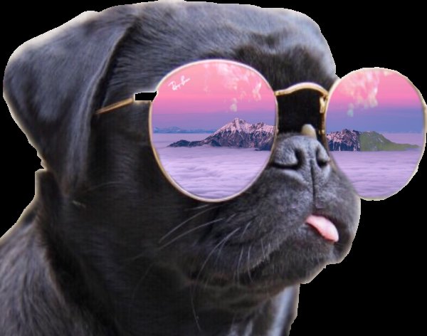 Крутые животные в очках