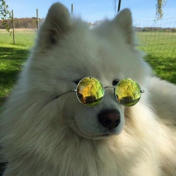Самоед в солнечных очках