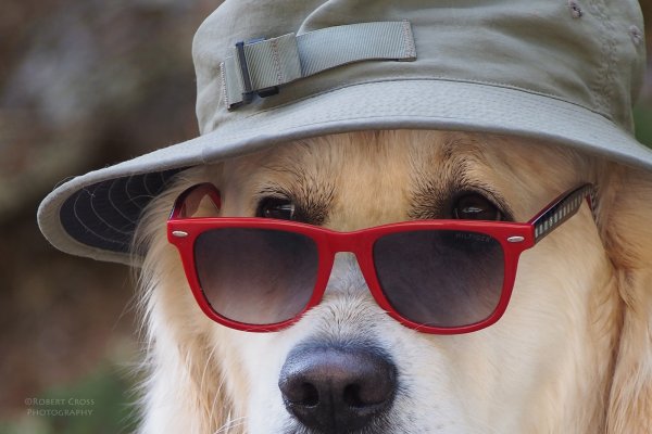 Собака в очках на аву