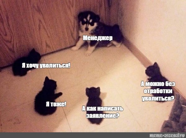 Хочу уволиться Мем котик